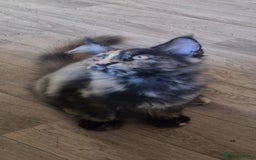 Maine Coon cats for sale: 🌟Ready now🌟 3 large Maine coons active available - Image 13