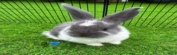 French Lop rabbits for sale: Pure French lop - Advert 3
