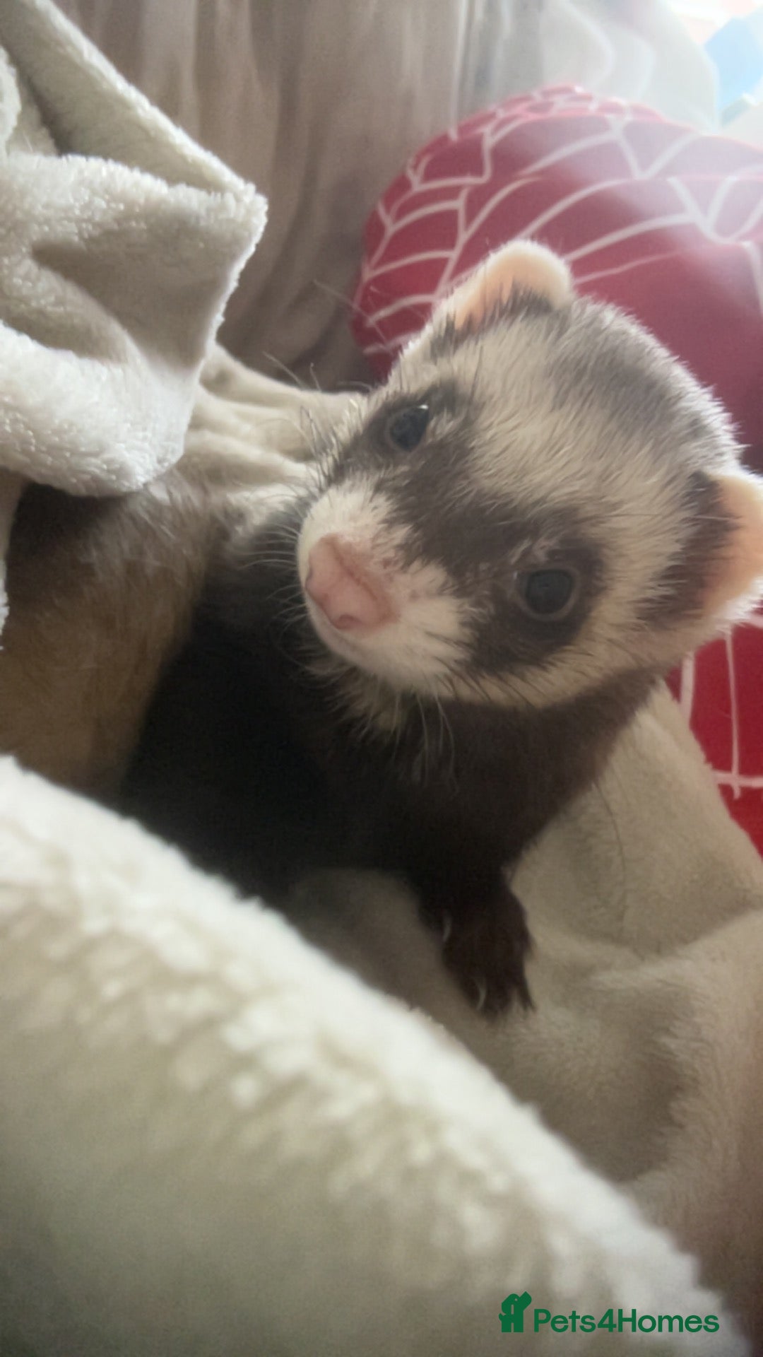 Ferret rodents Female ferret  - Advert 4