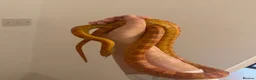 Corn Snake reptiles for sale: Male corn snake + setup in Norwich - Advert 6