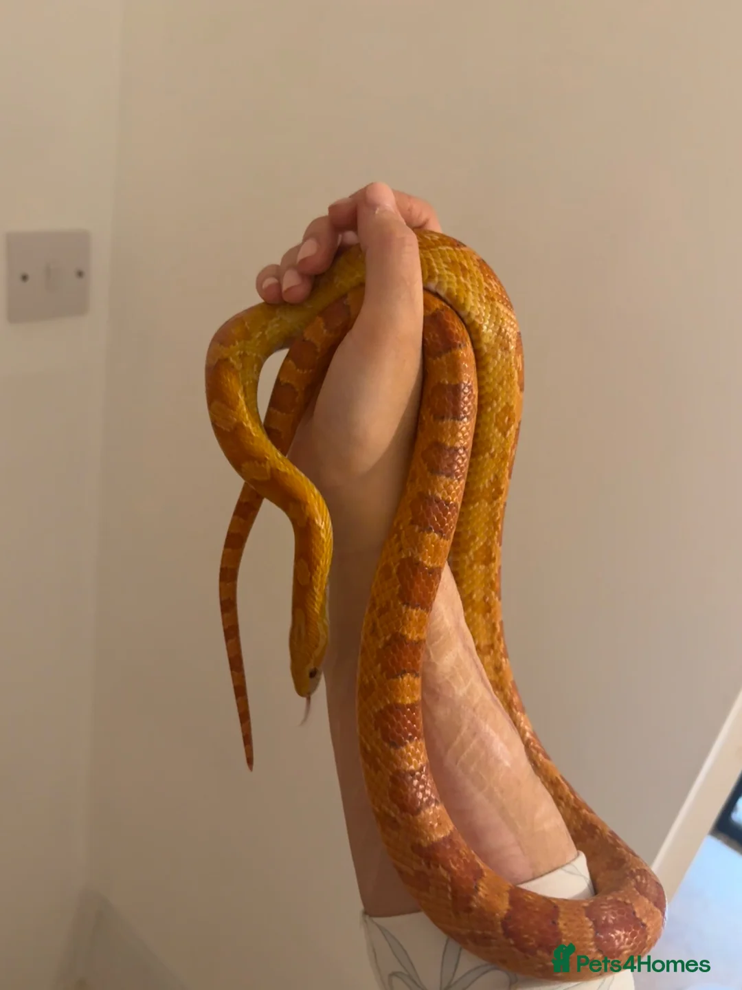 Corn Snake reptiles for sale: Male corn snake + setup in Norwich - Advert 6