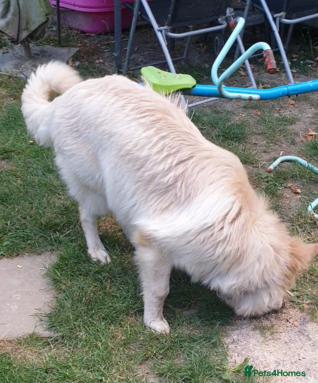 German Shepherd dogs for sale: Stunning white puppy 6 months old ready now in Horsham - Image 2