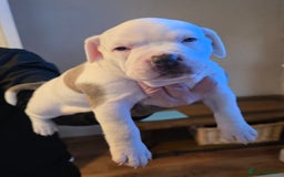 American Bully dogs for sale: Pocket Bully pups  - Image 9