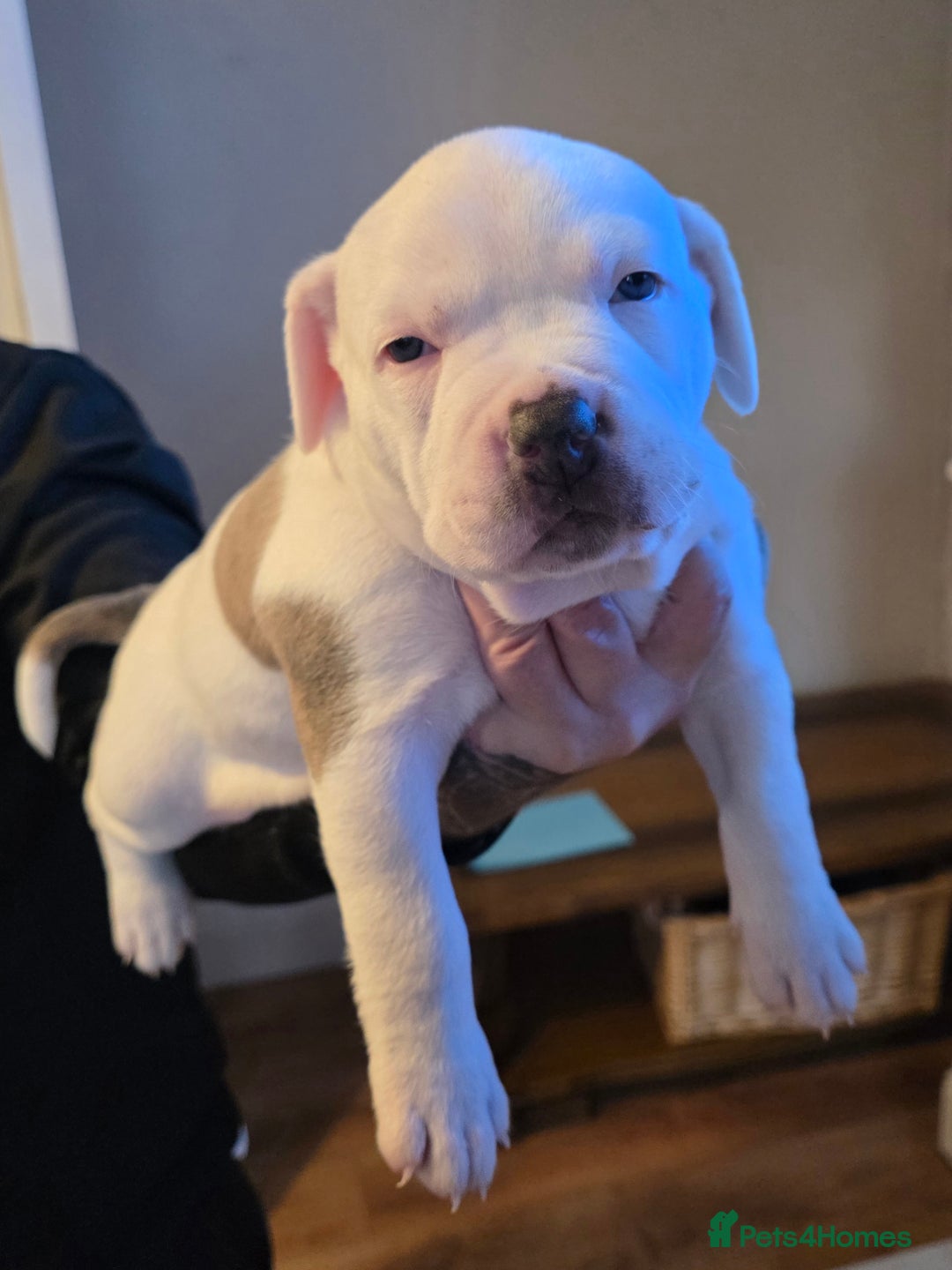 American Bully dogs for sale: Pocket Bully pups  - Image 9