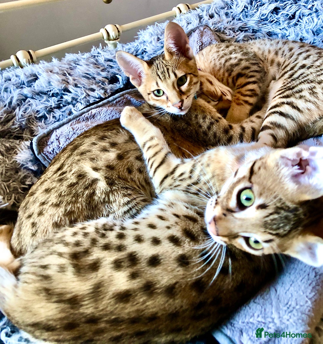 Savannah cats for sale: Beautiful full pedigree savannah kittens  - Advert 22