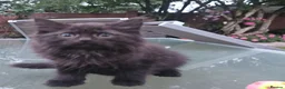 Persian cats for sale: Half perian lovley kittens  - Advert 4