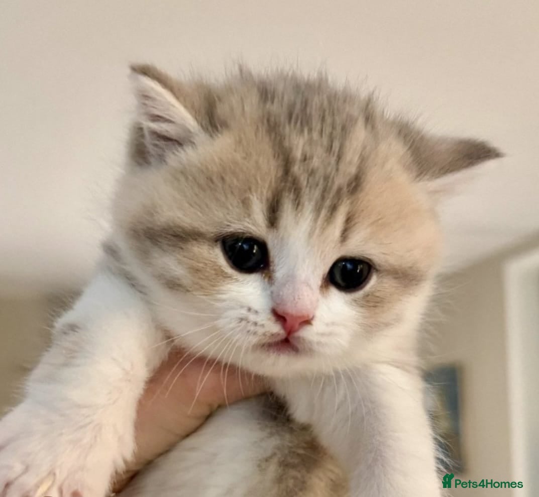 British Shorthair cats GCCF Bi-colour kittens with blue eyes - Advert 11
