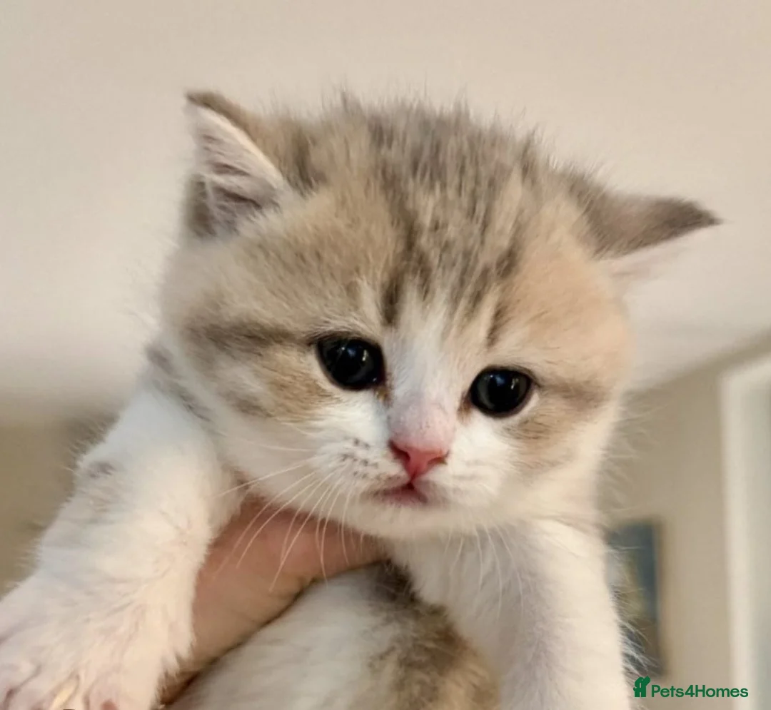 British Shorthair cats for sale: GCCF Bi-colour kittens (Golden & lilac) - Advert 2