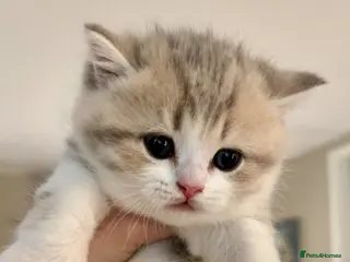 British Shorthair cats GCCF Bi-colour kittens with blue eyes - Advert 11