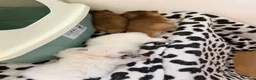 British Longhair cats for sale: BRITISH LONG HAIR NY12 GOLDEN SHADED & WHITE - Advert 4
