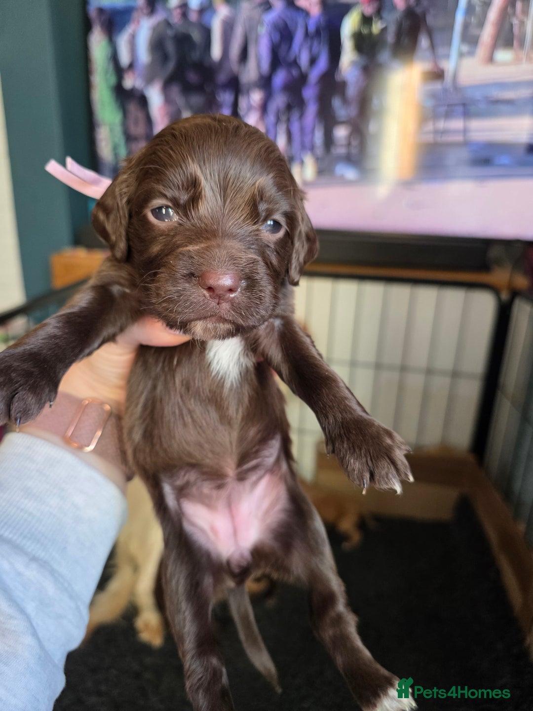 Cocker Spaniel dogs for sale: Beautiful Spaniel pups! - Advert 26