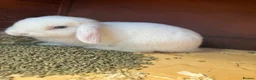 Mini Lion Lop rabbits for sale: Female Baby mini lion lop - Advert 2