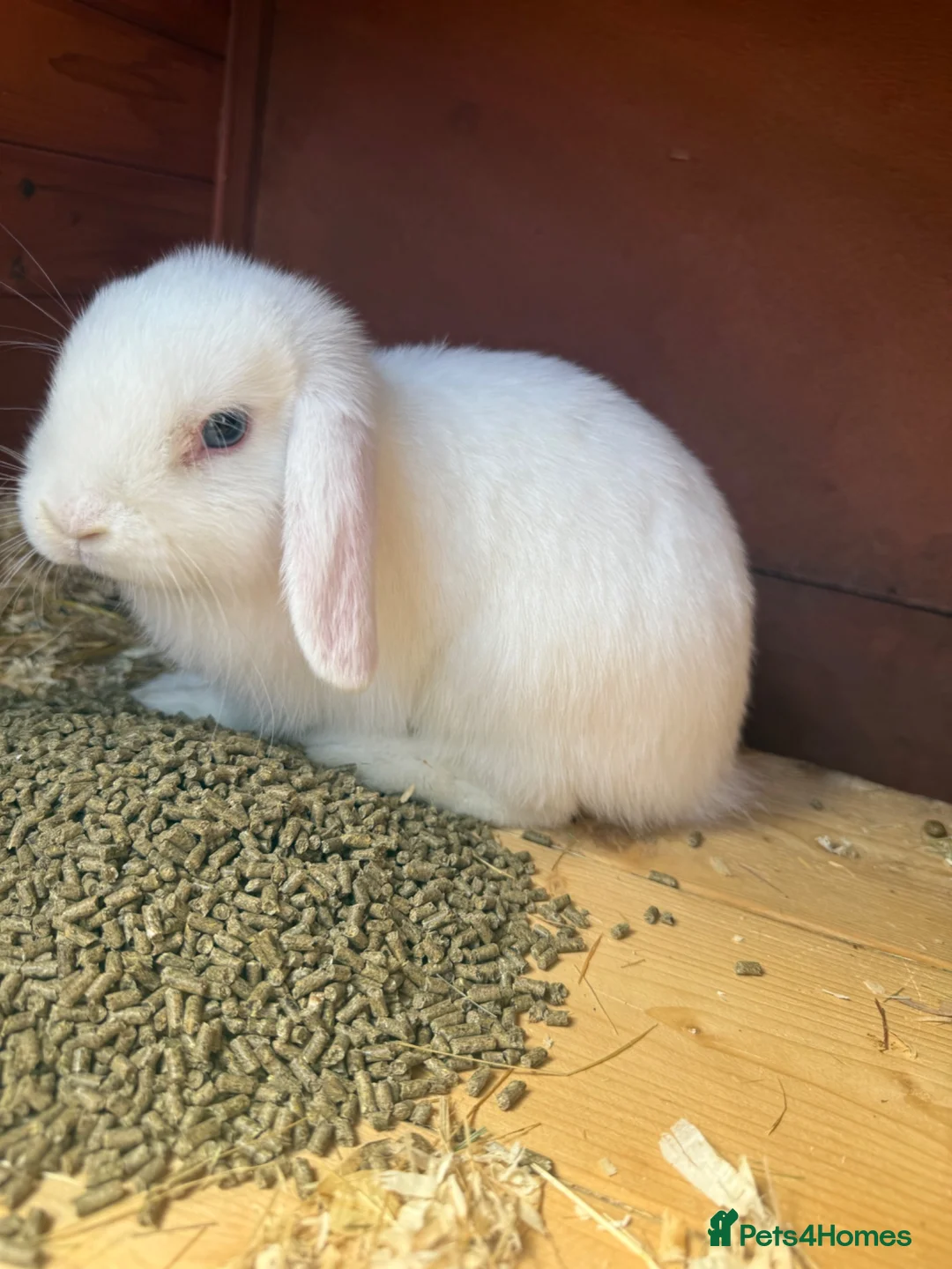 Mini Lion Lop rabbits for sale: Female Baby mini lion lop - Advert 2