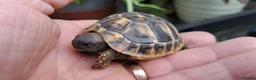Tortoise reptiles for sale: 2026 Home Hatched Hermanns Tortoises For Sale - Advert 4