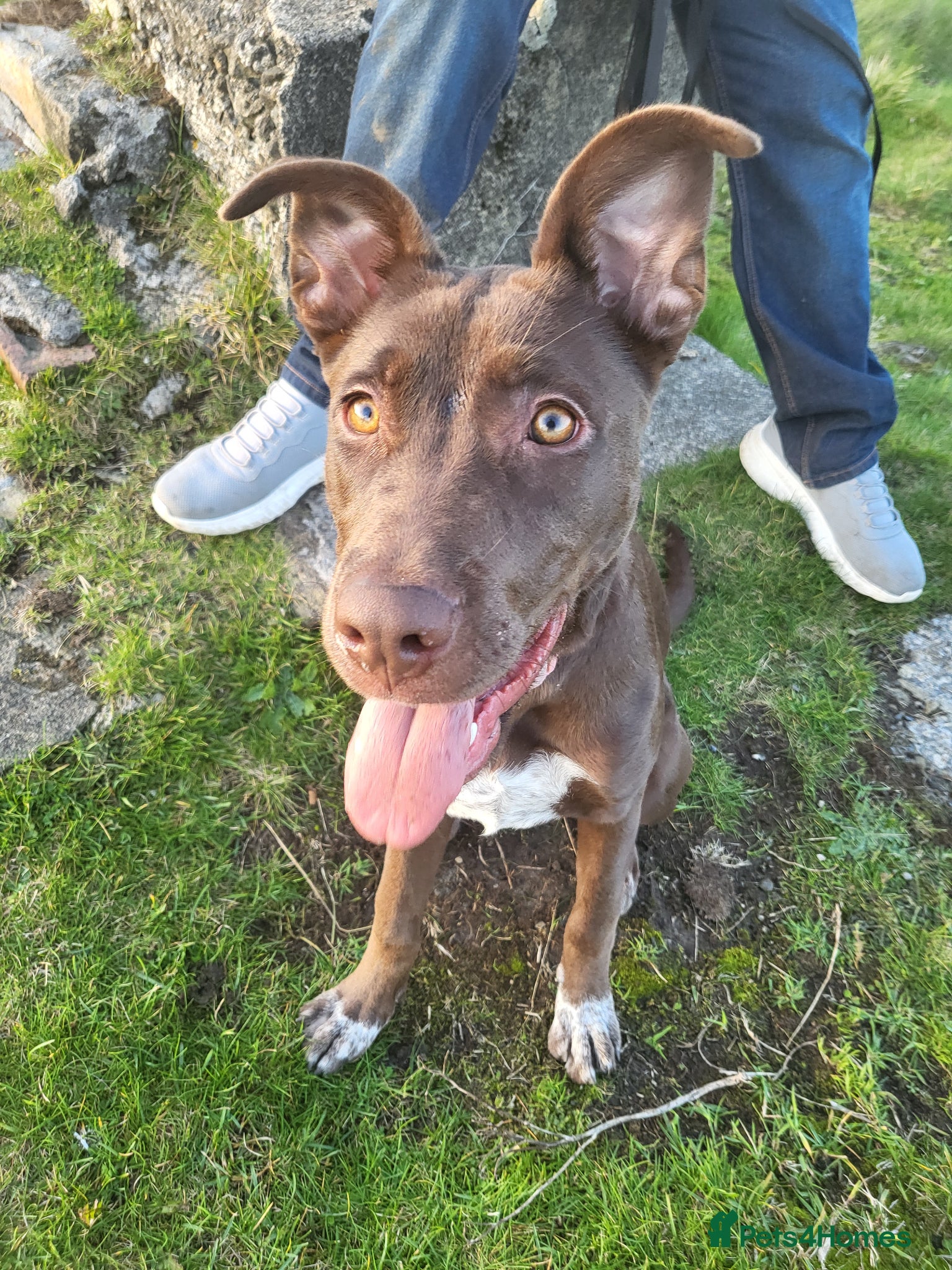 Sheprador dogs Beautiful Labrador cross German shepherd  - Advert 1