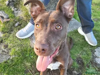 Sheprador dogs Beautiful Labrador cross German shepherd - Advert 3