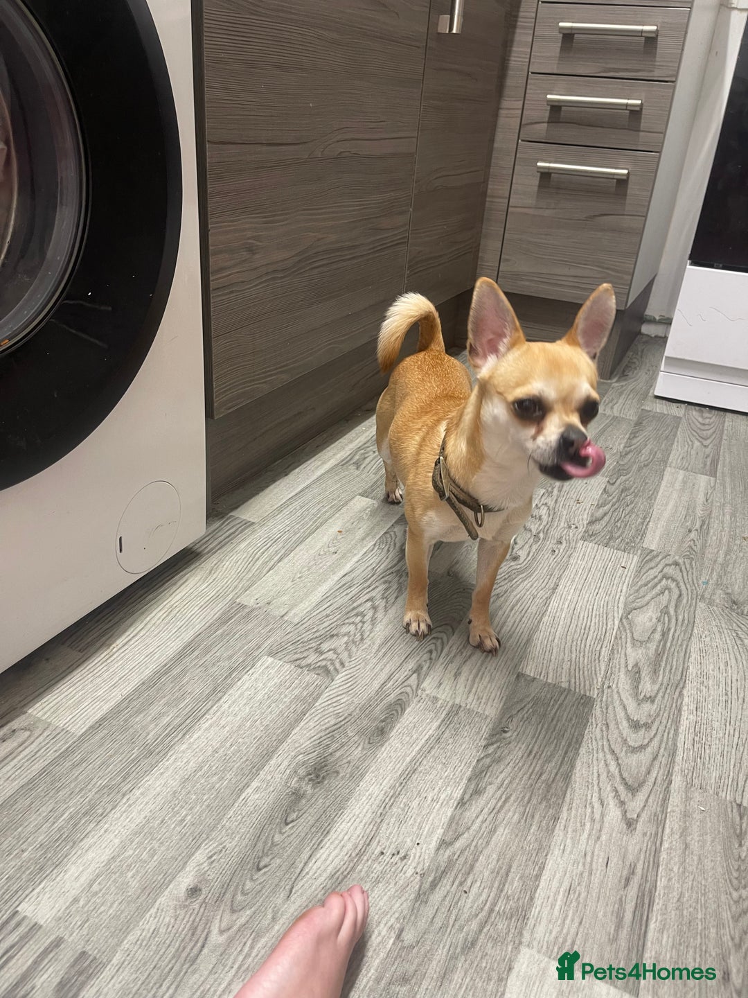 Chihuahua dogs for sale: Full bread chihuahua - Advert 1