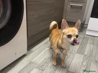 Chihuahua dogs Full bread chihuahua - Advert 2