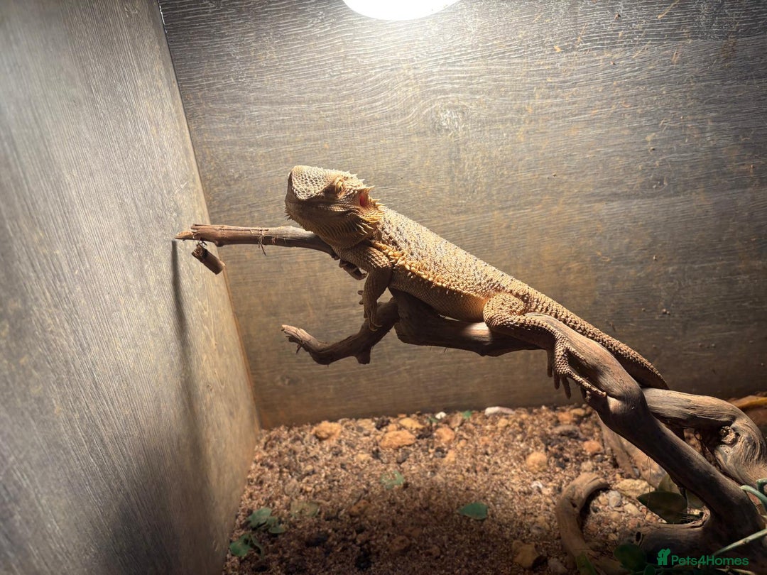 Bearded Dragon reptiles for sale: 4yr old Bearded Dragon and Viv. - Image 2