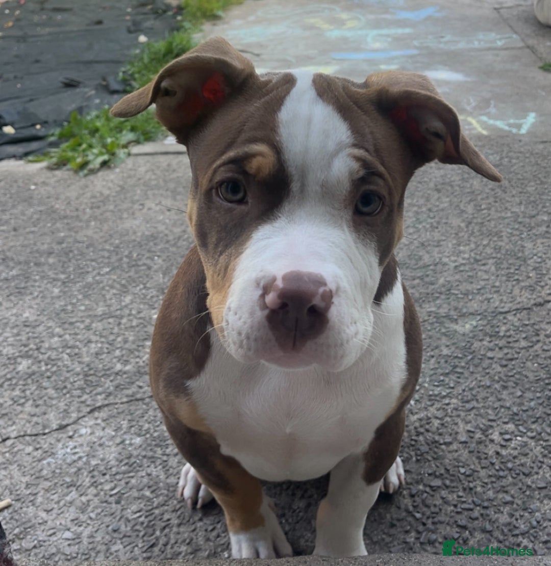 Mixed Breed dogs for sale: Bonnie (Staffy + pocket bully)  - Advert 7