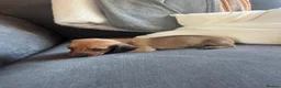 Dachshund dogs for sale: Beautiful dachshund puppies - Advert 11
