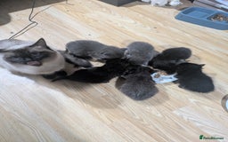 Ragdoll cats for sale: Ragdool x  - Image 2