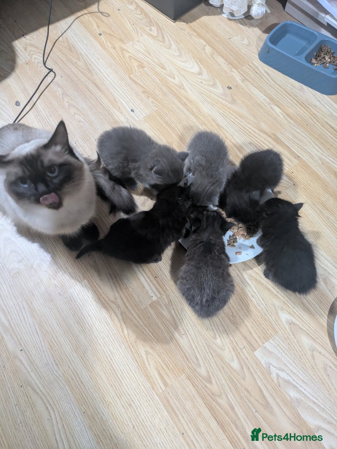 Ragdoll cats for sale: Ragdool x  - Image 2