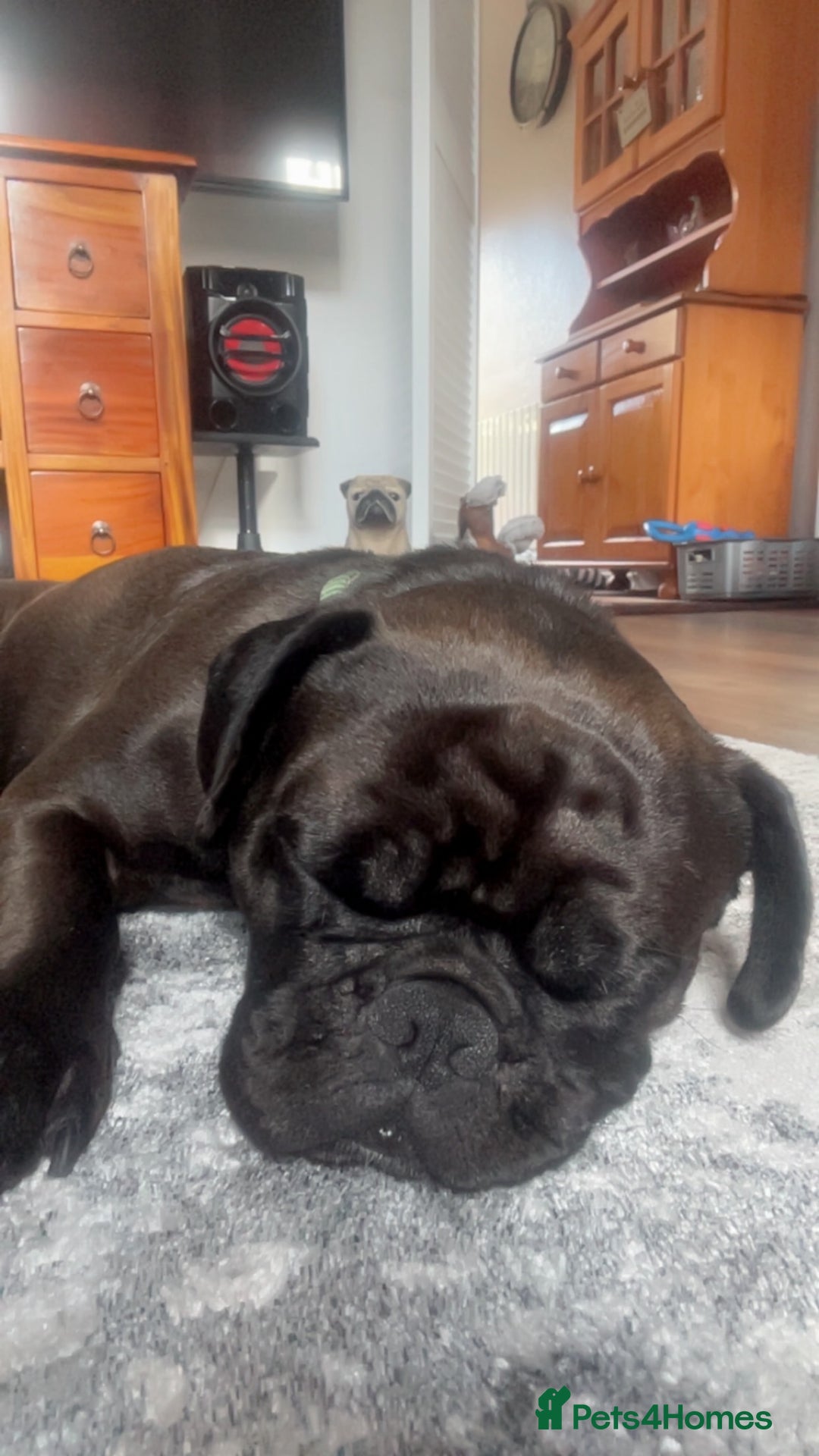 Frug dogs for sale: 18 month old male frug - Advert 3