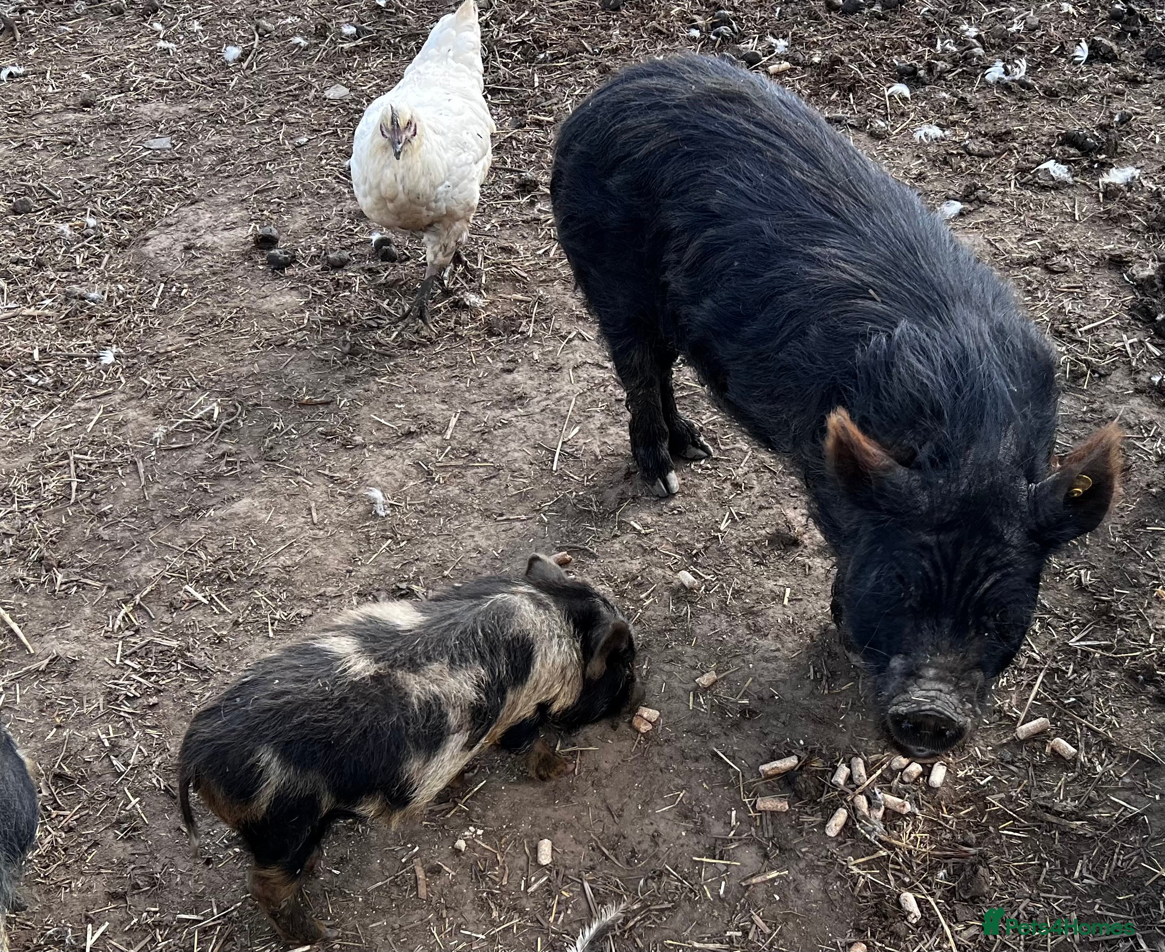 Pig livestock Kune kune cross boars, gilt and sow - Advert 15