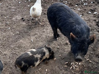 Pig livestock Kune kune cross boars, gilt and sow - Advert 15