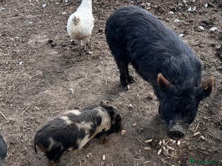 Pig livestock Kune kune cross boars, gilt and sow - Advert 6