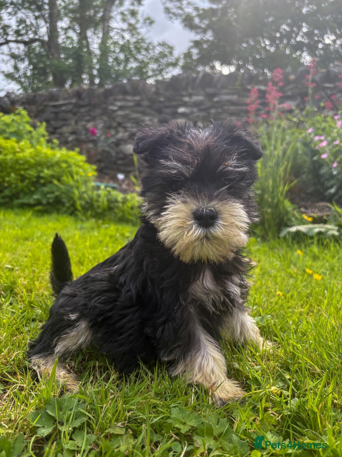 Miniature Schnauzer dogs Stunning K.C.reg  miniature Schnauzer puppies  - Advert 2