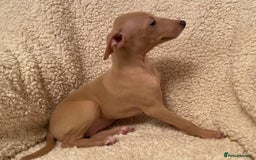 Italian Greyhound dogs for sale: ITALIAN GREYHOUND PUPPIES  - Advert 23