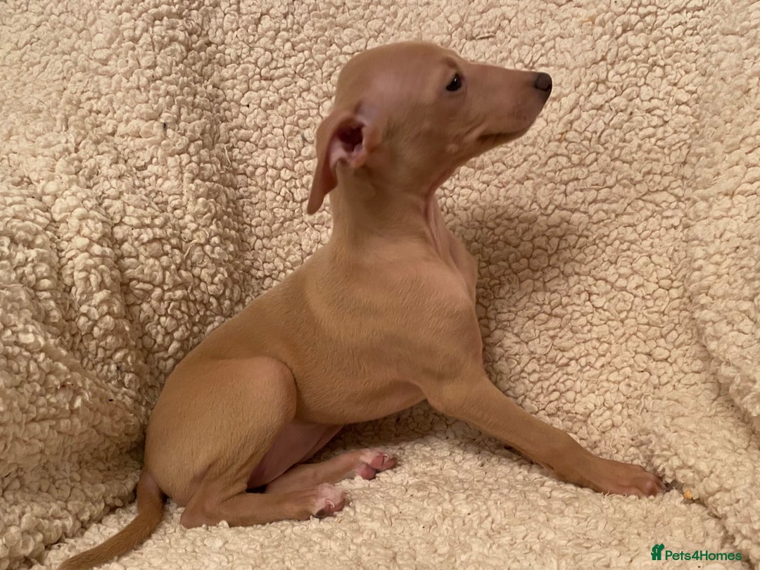 Italian Greyhound dogs for sale: ITALIAN GREYHOUND PUPPIES  - Advert 23