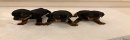 Miniature Dachshund dogs for sale: Dachshund Puppys 8 available  - Advert 33