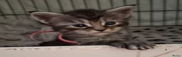 Maine Coon cats for sale: 6 TICA registered Maine Coon kittens. - Advert 31