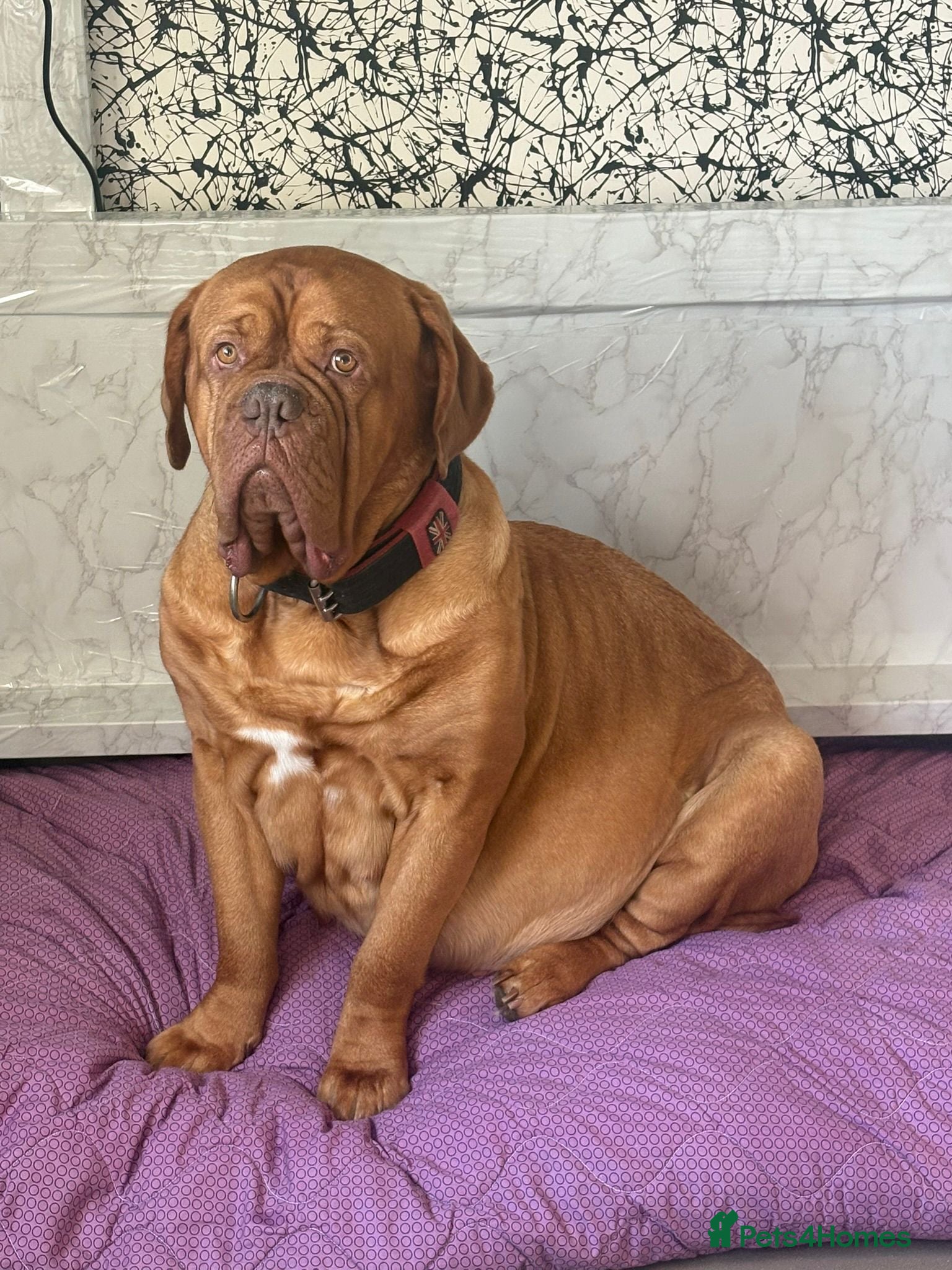 Dogue De Bordeaux dogs Quality litter of Dogue de Bordeux  - Advert 1