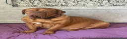 Dogue De Bordeaux dogs for sale: Quality litter of Dogue de Bordeux  - Advert 1