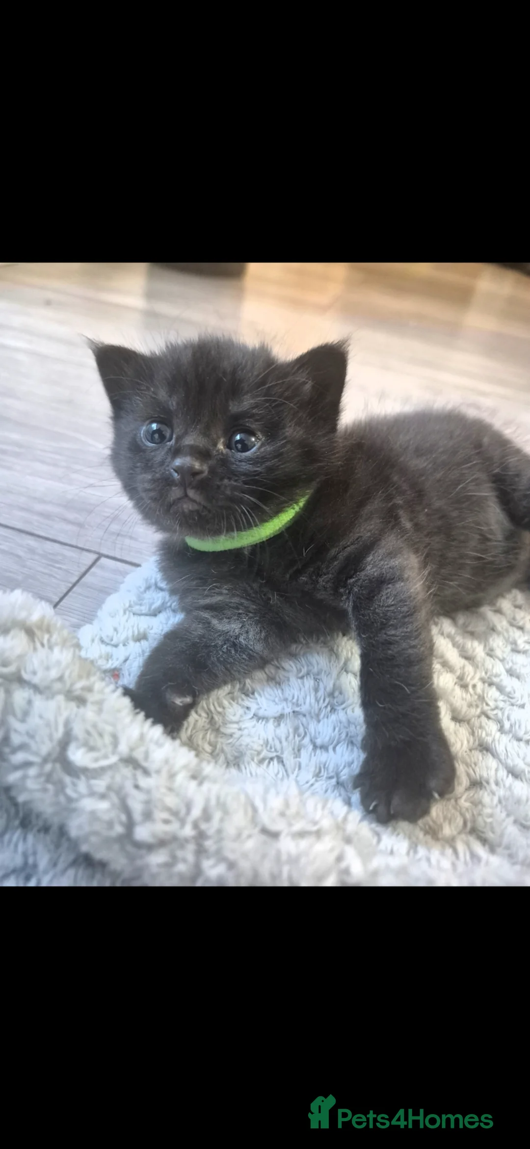Domestic Shorthair cats for sale: 4 Black and Grey Kittens - Advert 2