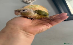 Conures birds for sale: Hand reared conures  - Image 4