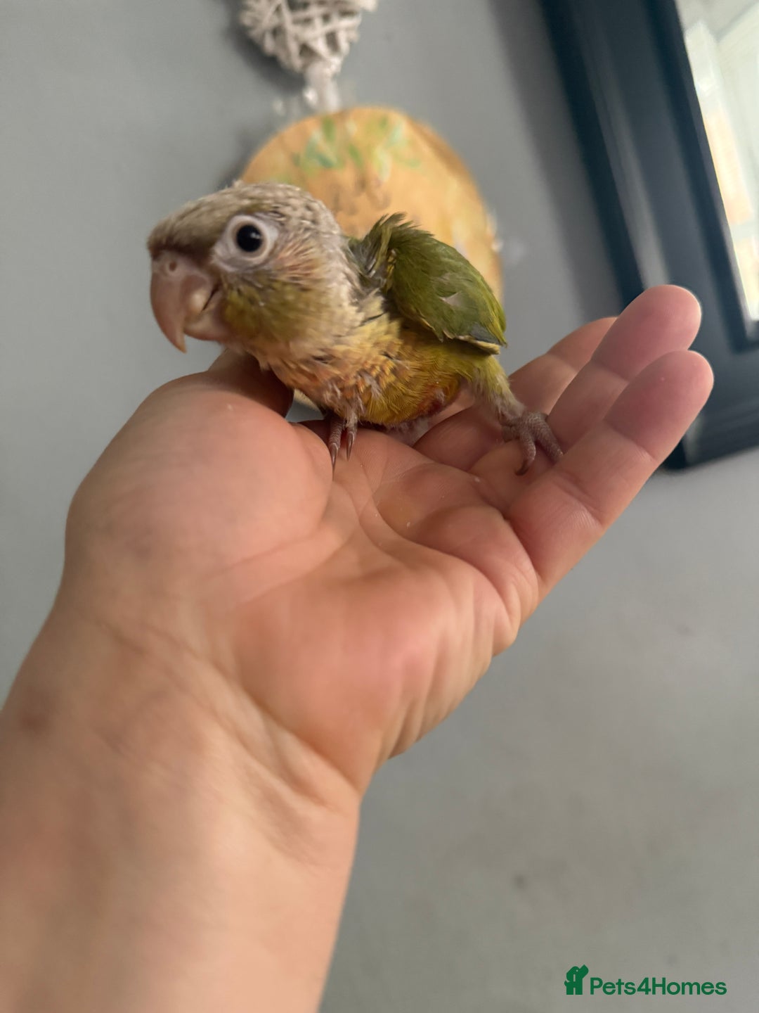 Conures birds for sale: Hand reared conures  - Image 4