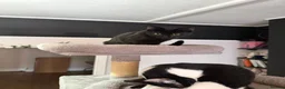 Mixed Breed cats for sale: Kittens Looking For Their Forever Homes! 🐾💕 - Advert 11