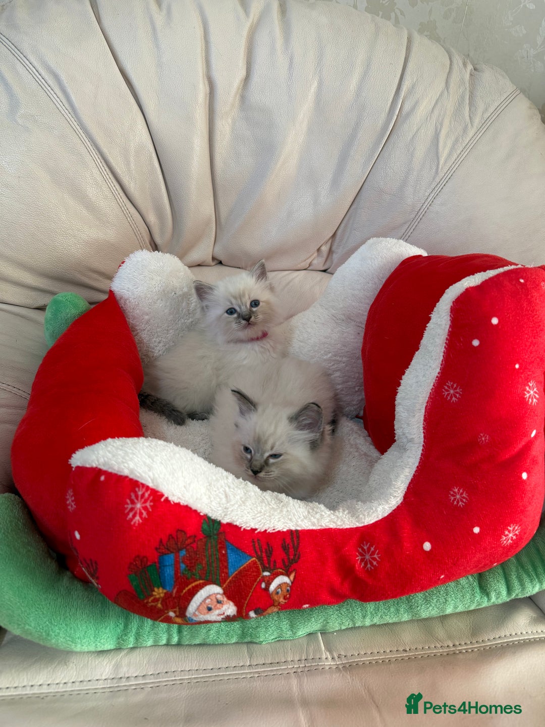 Ragdoll cats for sale: Stunning litter of ragdoll kittens  - Advert 4