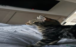Bengal cats for sale: Kitten - Image 2