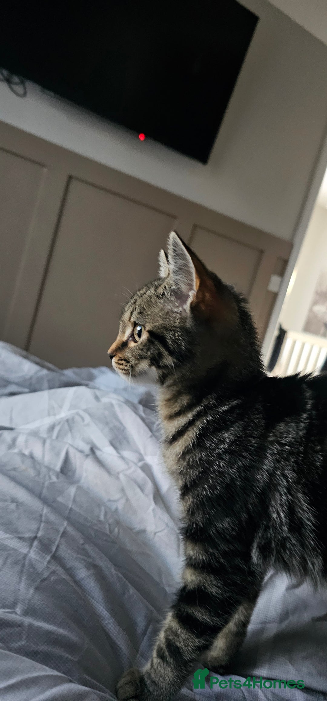 Bengal cats for sale: Kitten - Image 2