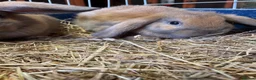 Mini Lop rabbits for sale: Adorable Mini Lop Baby Bunnies  - Advert 9