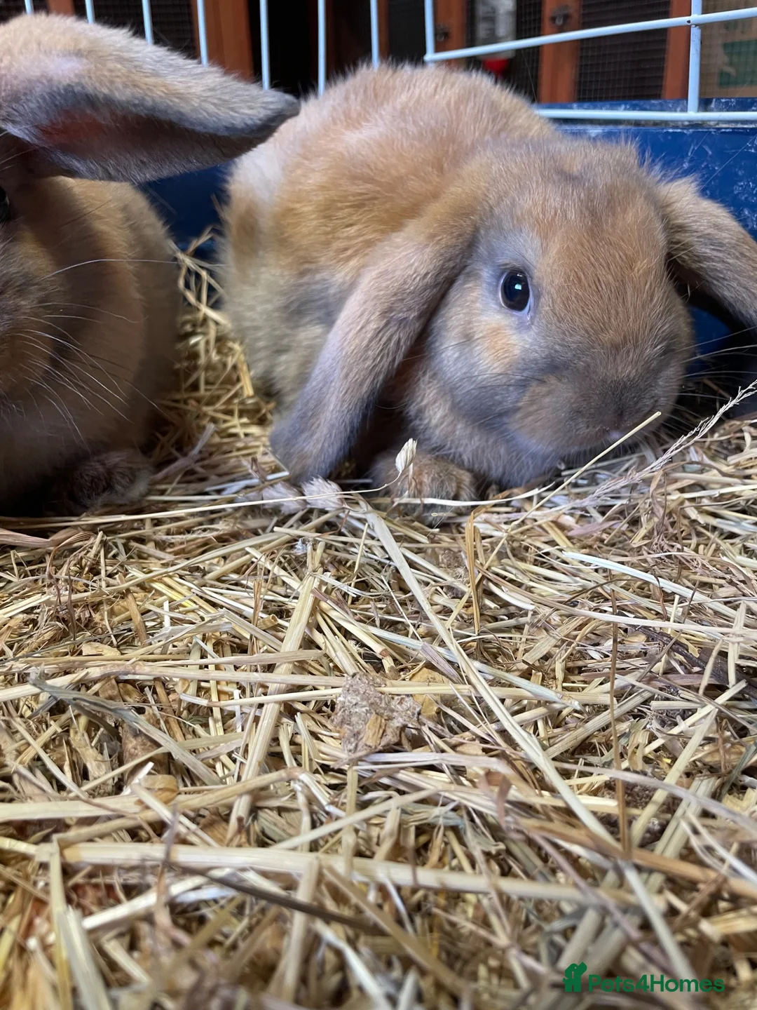 Mini Lop rabbits for sale: Adorable Mini Lop Baby Bunnies  - Advert 9