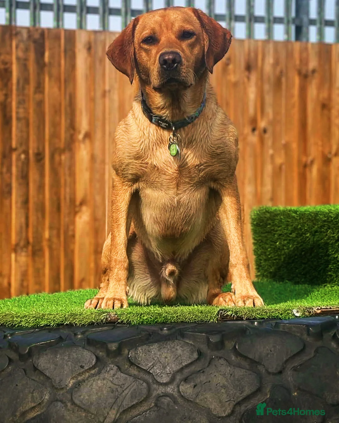 Labrador Retriever dogs for stud: Labrador for stud  in Dereham - Advert 2