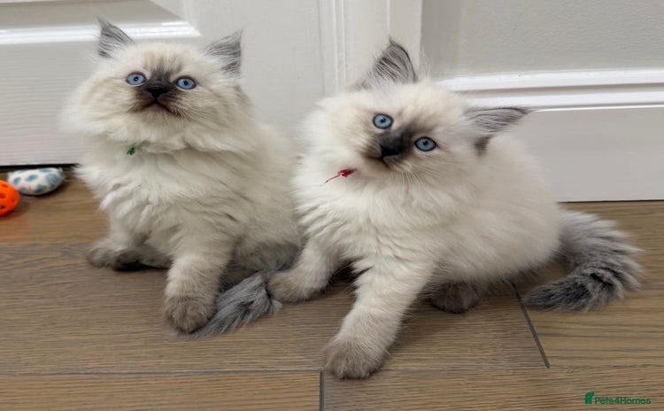 Siberian cats Siberian Neva Masquerade kittens GCCF - Advert 1