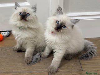 Siberian cats Siberian Neva Masquerade kittens GCCF - Advert 1